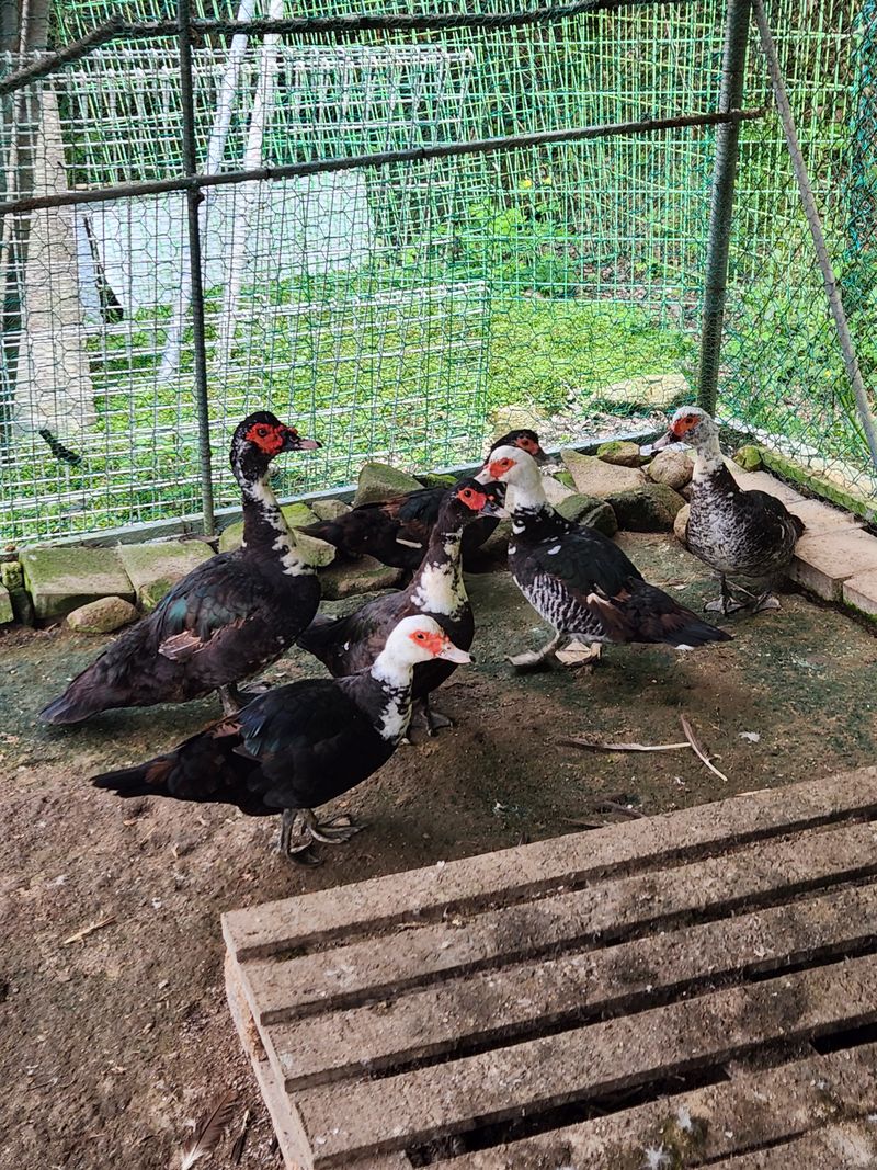 장터 상품 [기러기 성조[판매 완료)] 썸네일