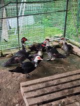 팜모닝 · 게시글 이미지