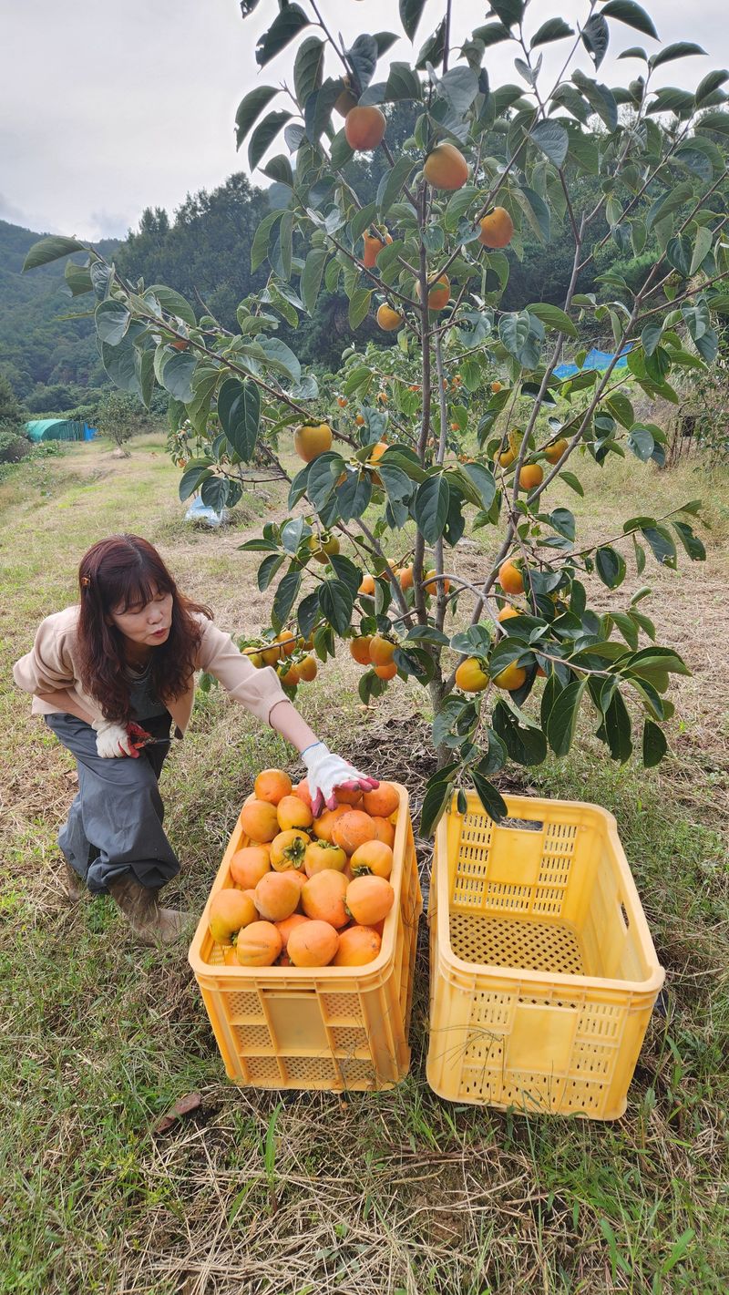 금제섭님의 장터 판매 상품 [상주 대봉감 10kg] 첨부 사진
