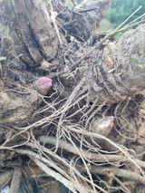 팜모닝 두릅·수확 게시글 이미지