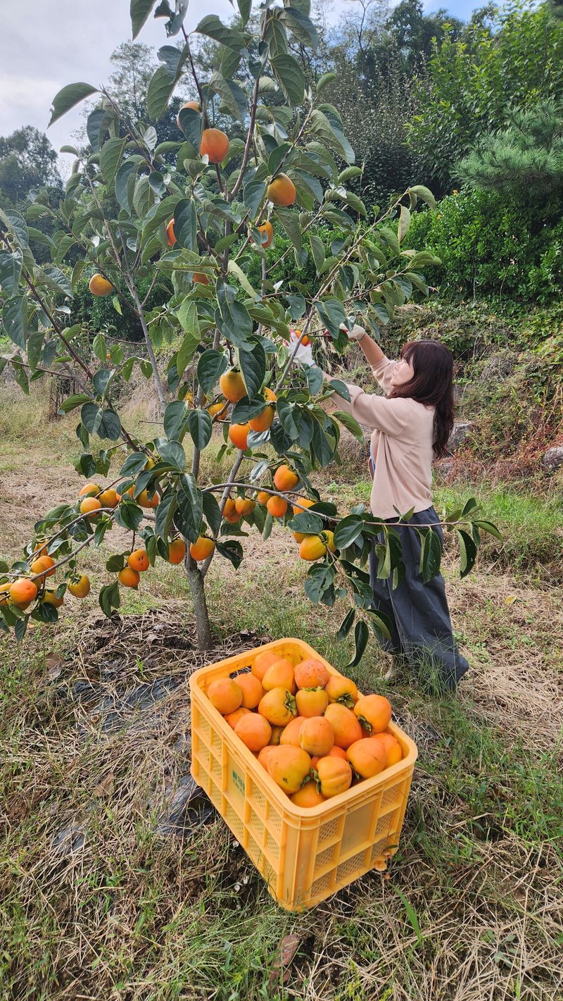 금제섭님의 장터 판매 상품 [상주 대봉감 10kg] 첨부 사진