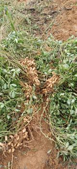 팜모닝 자유주제·자유게시판 게시글 이미지