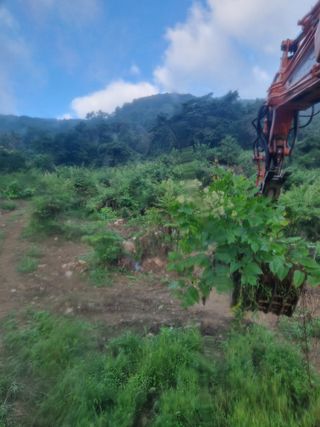 이호성님의 두릅 · 수확 작성글 사진