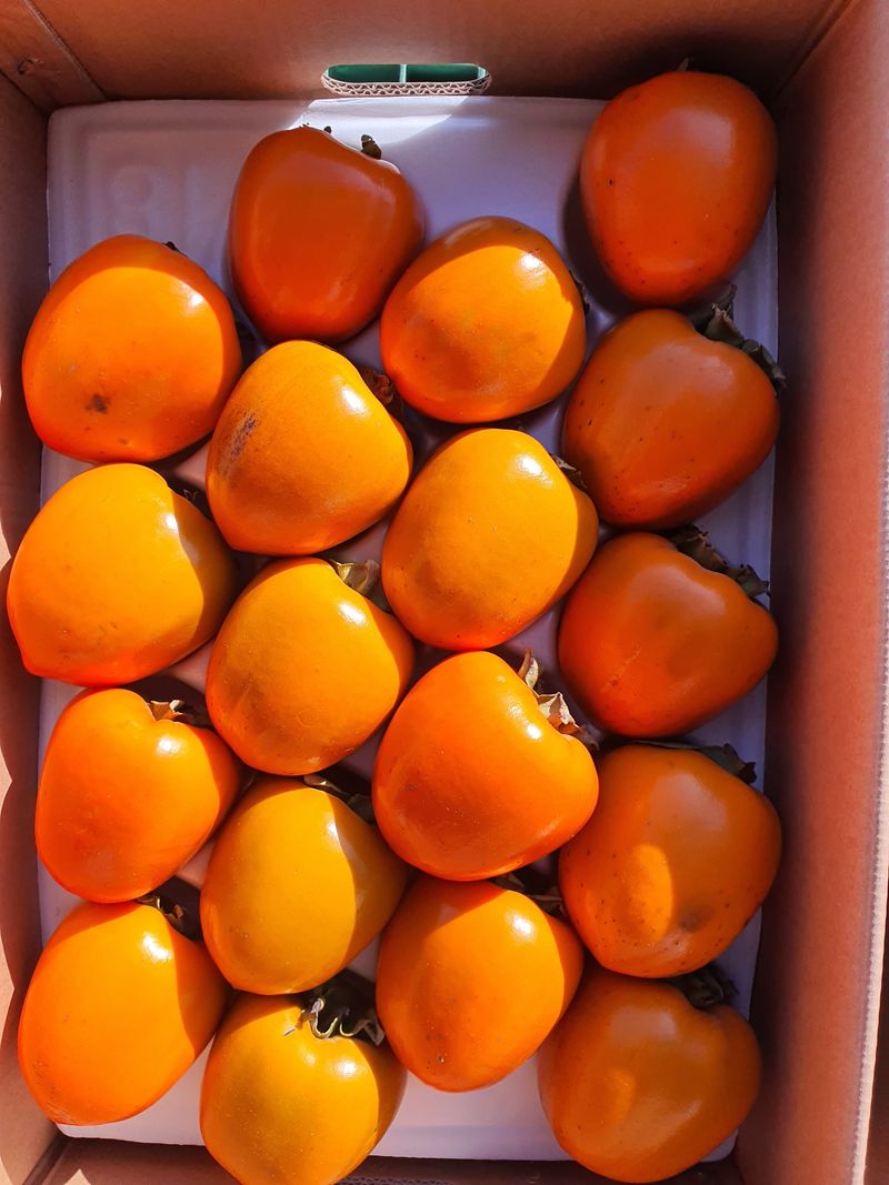 황금빛농원님의 장터 판매 상품 [영암 대봉감 10kg 특품] 첨부 사진