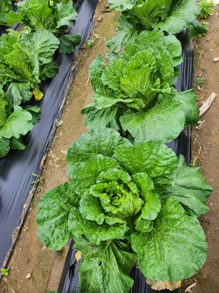 손정아님의 자유주제 · 자유게시판 작성글 사진