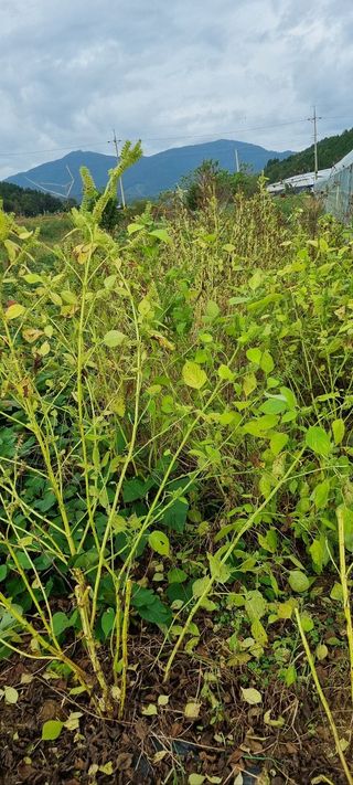 한밭농원님의 자유주제 · 자유게시판 작성글 사진