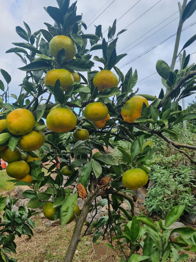 부금리(금강농원)님의 장터 판매 상품 [노지 극조생귤 10키로] 첨부 사진