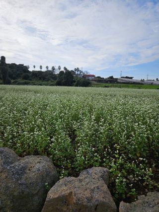 제주 지안이네농장님의 자유주제 · 자유게시판 작성글 사진