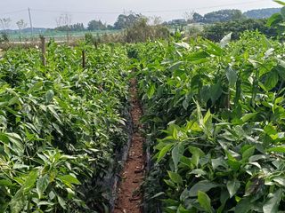 홍순오님의 자유주제 · 자유게시판 작성글 사진