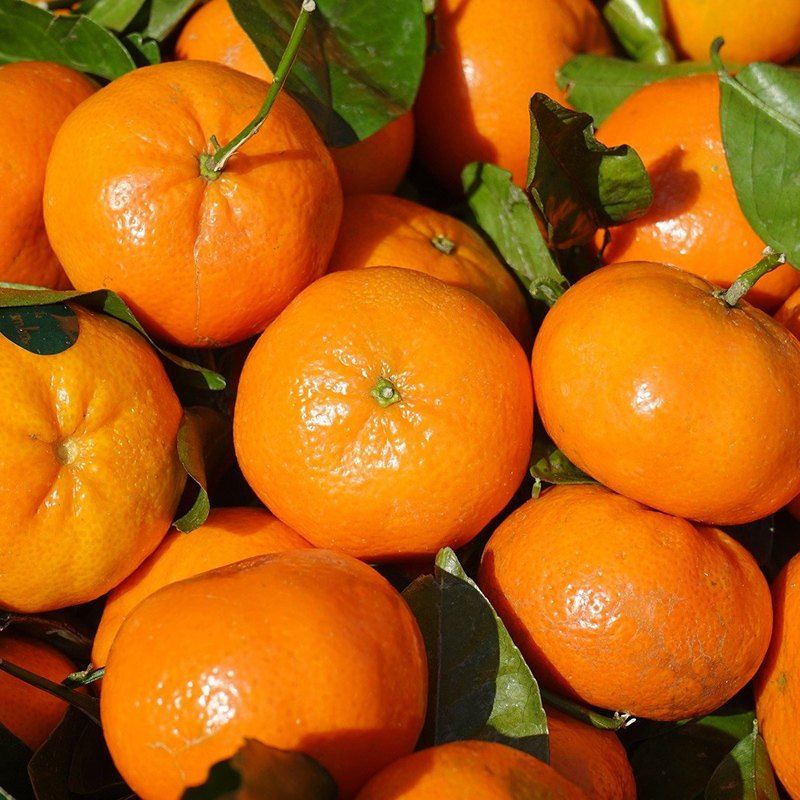 장터 상품 [고당도 타이백 노지감귤] 썸네일