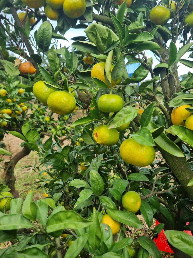 부금리(금강농원)님의 장터 판매 상품 [노지 극조생귤 10키로] 첨부 사진