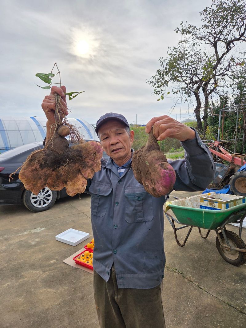 공심채님의 장터 판매 상품 [자색마  1kg ] 첨부 사진