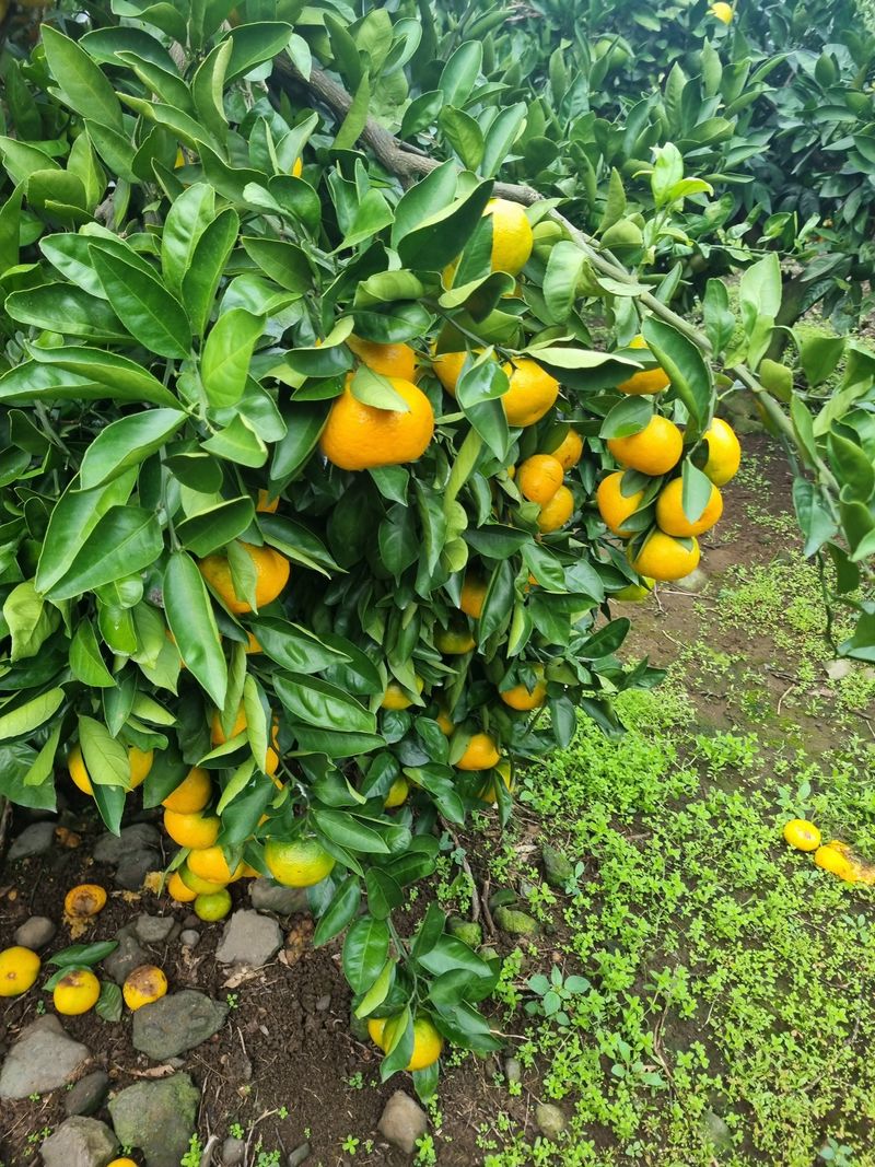 부금리(금강농원)님의 장터 판매 상품 [노지 극조생귤 10키로] 첨부 사진