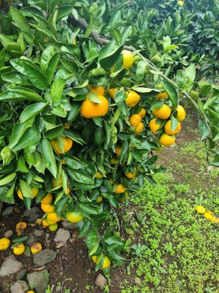 부금리(금강농원)님의 작성글 사진