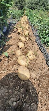 팜모닝 자유주제·자유게시판 게시글 이미지