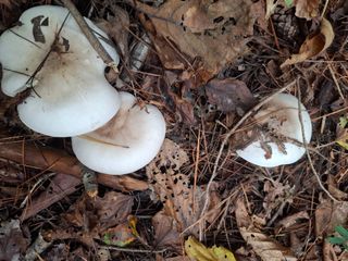 오이2017님의 자유주제 · 자유게시판 작성글 사진