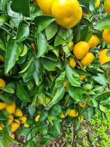 팜모닝 · 게시글 이미지