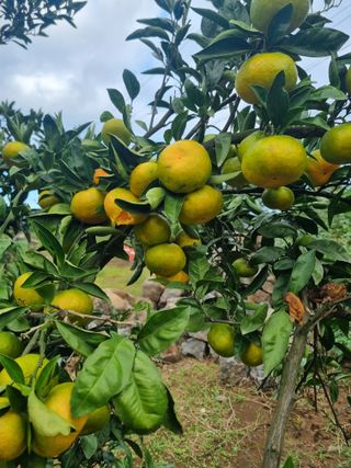 부금리(금강농원)님의 작성글 사진