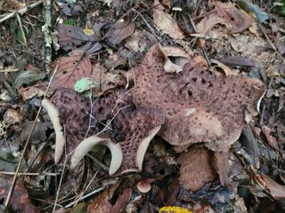 여우내 이순홍님의 자유주제 · 자유게시판 작성글 사진
