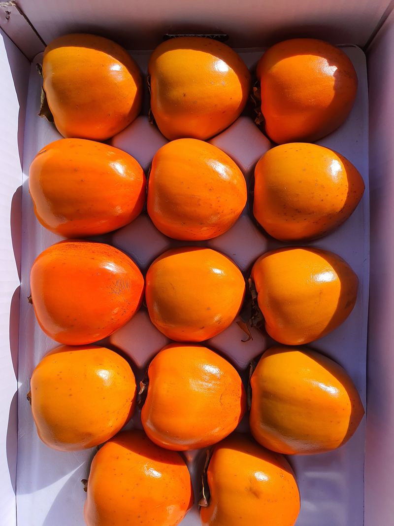 황금빛농원님의 장터 판매 상품 [영암 대봉감 10kg 특품] 첨부 사진