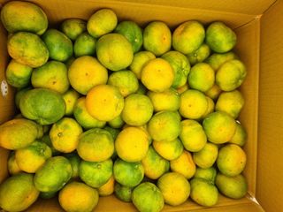 부금리(금강농원)님의 작성글 사진