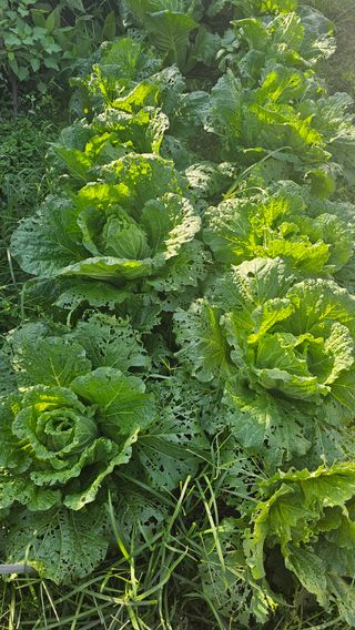 삼례텃밭지기님의 자유주제 · 자유게시판 작성글 사진