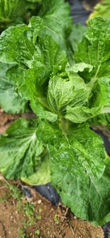 팜모닝 자유주제·자유게시판 게시글 이미지