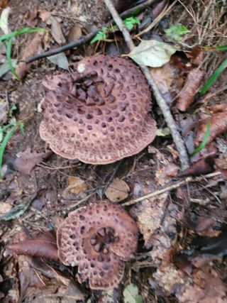 여우내 이순홍님의 자유주제 · 자유게시판 작성글 사진