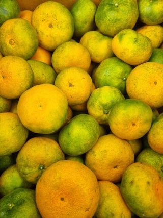 부금리(금강농원)님의 작성글 사진