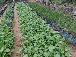 한건택님의 자유주제 · 자유게시판 작성글 사진