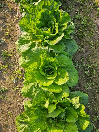 태이린팜님의 자유주제 · 자유게시판 작성글 사진