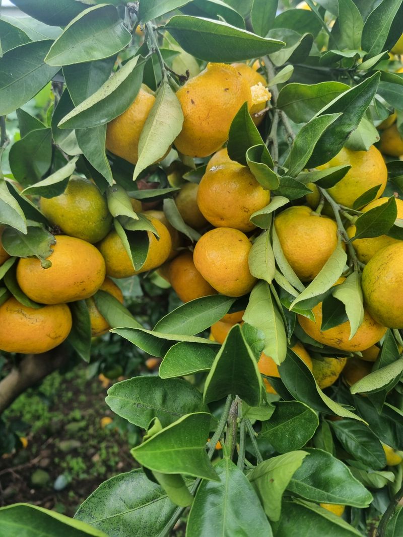 부금리(금강농원)님의 장터 판매 상품 [노지 극조생귤 10키로] 첨부 사진