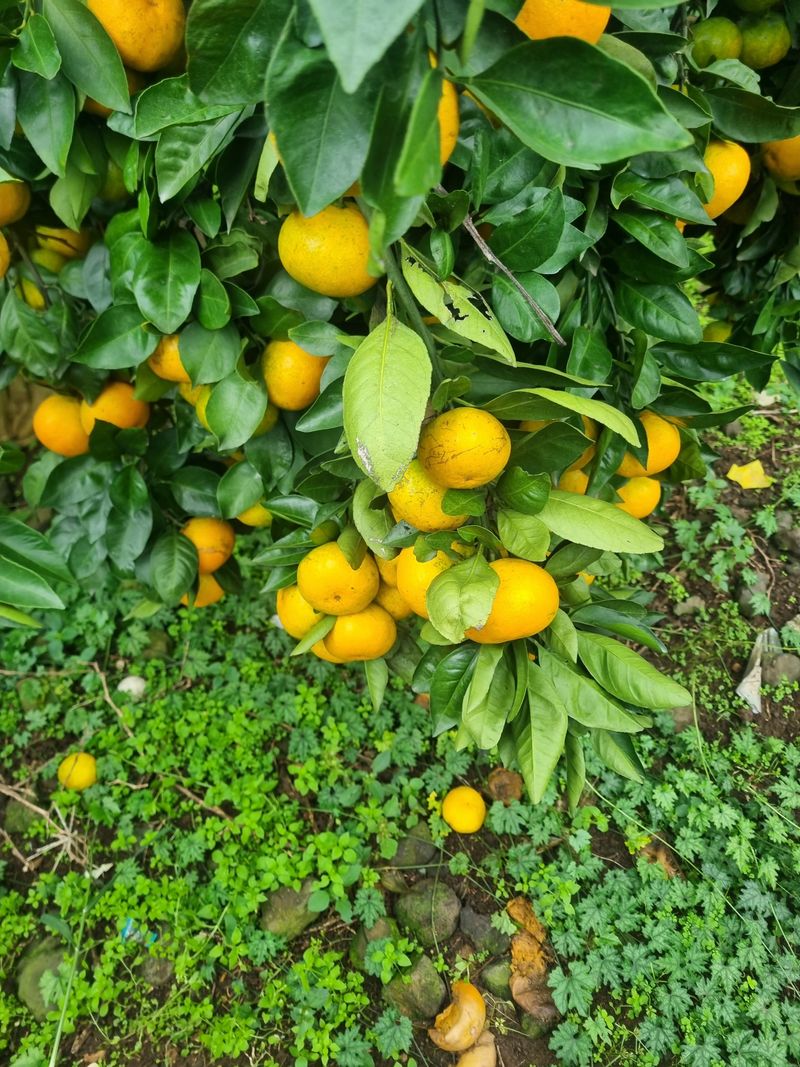 부금리(금강농원)님의 장터 판매 상품 [노지 극조생귤 10키로] 첨부 사진