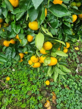 부금리(금강농원)님의 작성글 사진