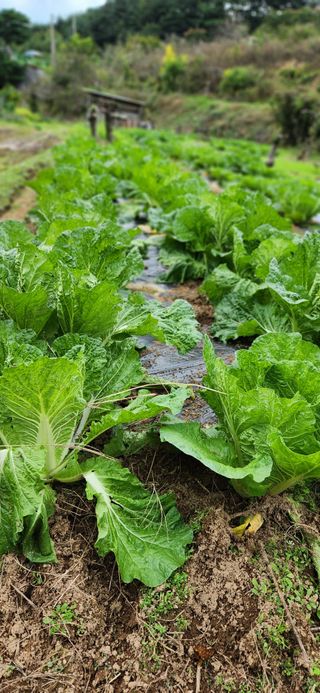 배순녀님의 자유주제 · 자유게시판 작성글 사진