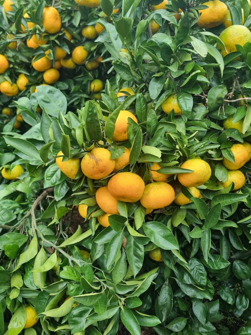 부금리(금강농원)님의 장터 판매 상품 [노지 극조생귤 10키로] 첨부 사진