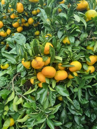 부금리(금강농원)님의 작성글 사진