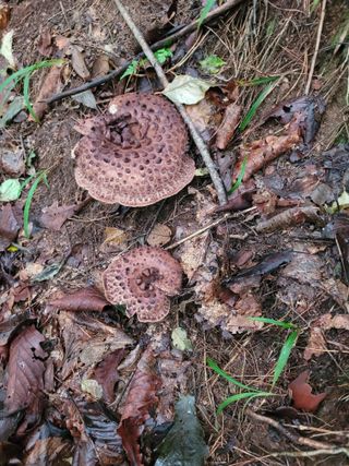 여우내 이순홍님의 자유주제 · 자유게시판 작성글 사진