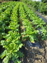 팜모닝 자유주제·자유게시판 게시글 이미지