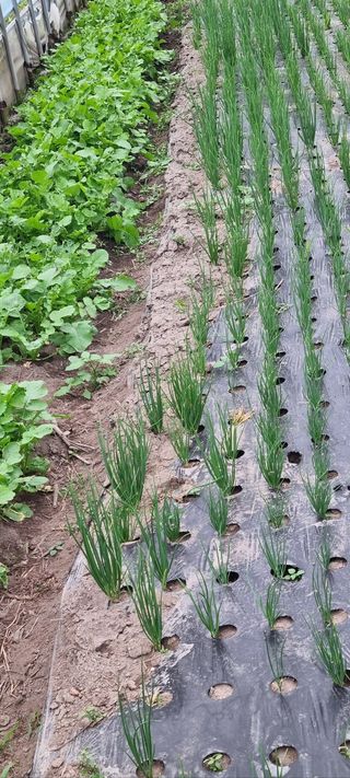 한밭농원님의 자유주제 · 자유게시판 작성글 사진