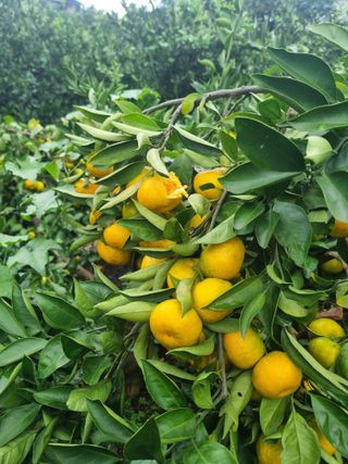 부금리(금강농원)님의 작성글 사진