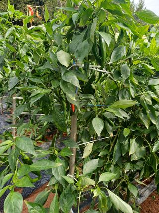 홍순오님의 자유주제 · 자유게시판 작성글 사진