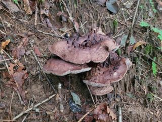 여우내 이순홍님의 자유주제 · 자유게시판 작성글 사진