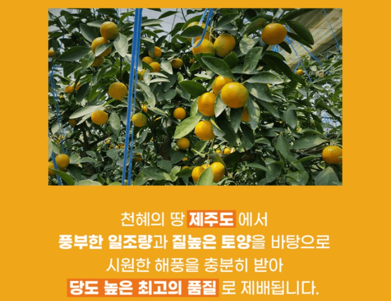 스피드번님의 장터 판매 상품 [고당도 타이백 노지감귤] 첨부 사진