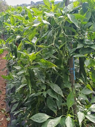 홍순오님의 자유주제 · 자유게시판 작성글 사진