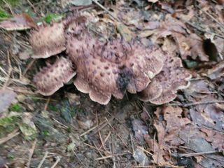 여우내 이순홍님의 자유주제 · 자유게시판 작성글 사진