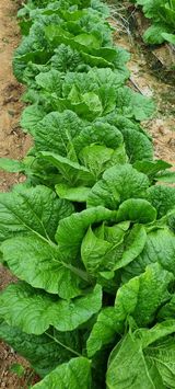 팜모닝 자유주제·자유게시판 게시글 이미지