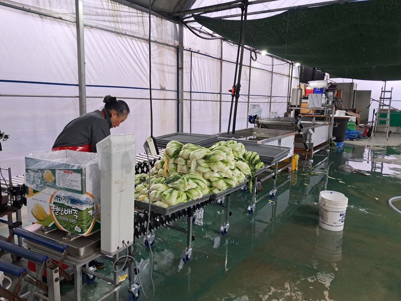 음두임님의 장터 판매 상품 [괴산초록농장 절임배추 예약판매] 첨부 사진