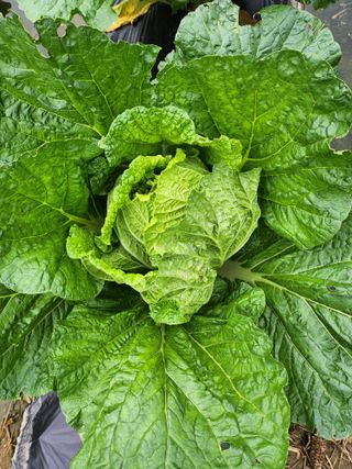 손정아님의 자유주제 · 자유게시판 작성글 사진