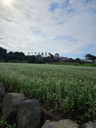 제주 지안이네농장님의 자유주제 · 자유게시판 작성글 사진
